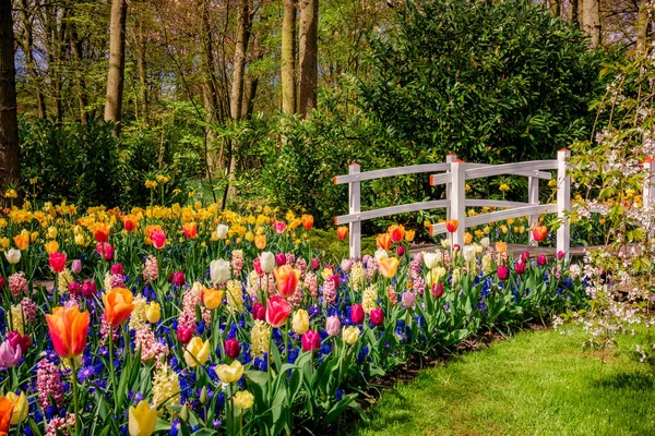 Mooie tuin. Park in het voorjaar. Voorjaar landschap — Stockfoto