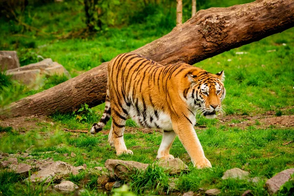 Tygrys w lesie. Portret Tygrys — Zdjęcie stockowe
