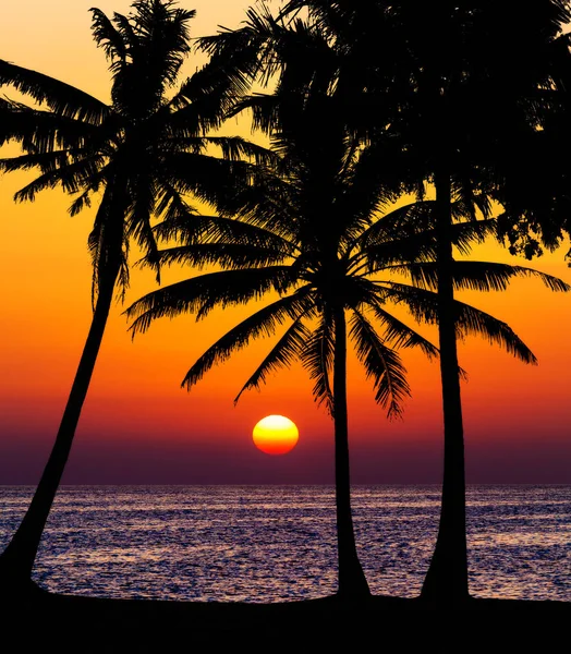 Silhouette di palme sulla spiaggia tropicale tramonto — Foto Stock