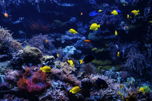 Peces tropicales en un arrecife de coral. Peces de coral subacuáticos —  Fotos de Stock