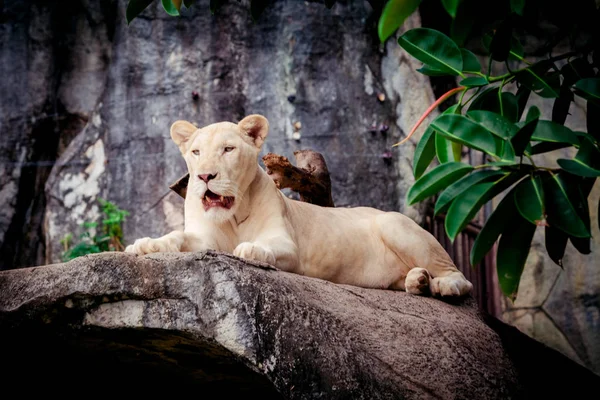 Female white lion. A white liones — Stock Photo, Image