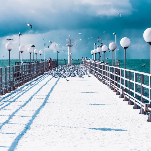 Aves marinhas sentadas no cais. Praia de Inverno. Cena de inverno em Sochi , — Fotografia de Stock