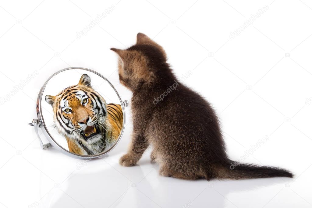 kitten with mirror on white background. kitten looks in a mirror