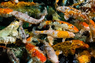 Sorunsuz koi carps. Güzel altın carps Yüzme balık