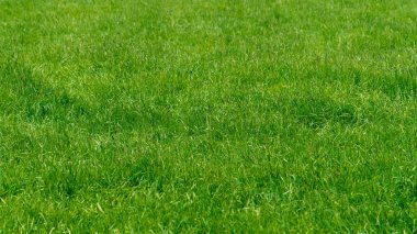 Yeşil bir çimenin arka planı. Yeşil çimen dokusu