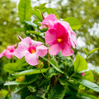 pembe mandevilla sanderi çiçek