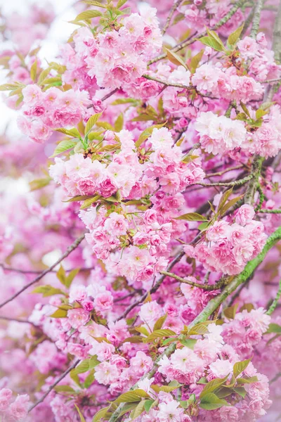 Прекрасна сцена природи з розквітлим деревом. Весняні квіти. Спрін — стокове фото