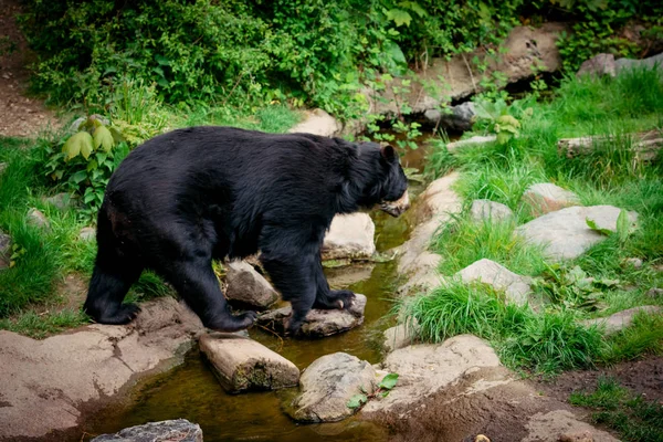 Schwarzbär. ein großer schwarzer Bär — Stockfoto