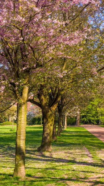 Flor de cerezo. Hermosa escena de la naturaleza con el árbol en flor —  Fotos de Stock