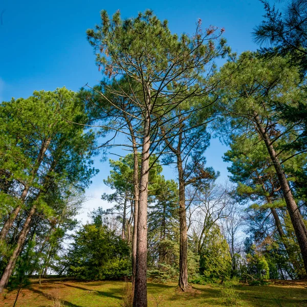 Bela floresta verde. Árvores florestais — Fotografia de Stock