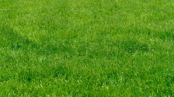 Antecedentes de una hierba verde. Textura de hierba verde —  Fotos de Stock