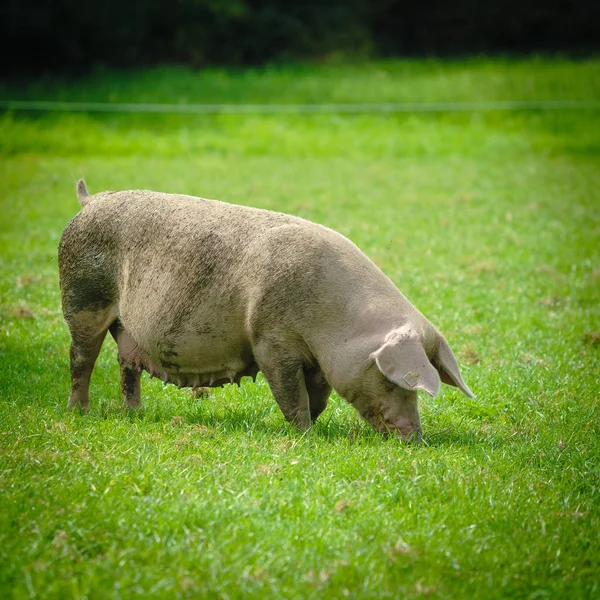 Pig farm. pigs in field. Healthy pig on meadow — Stock Photo, Image