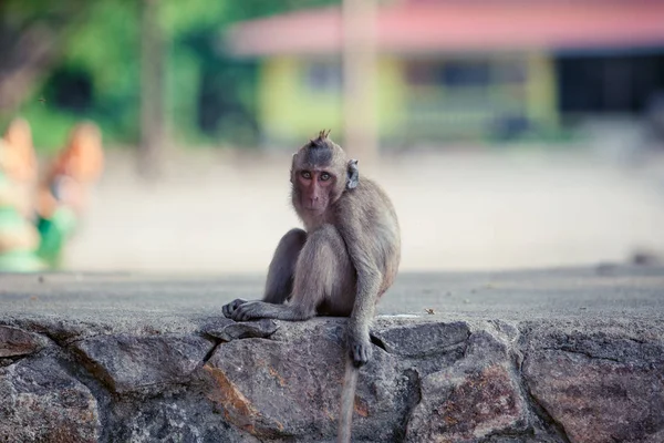 Retrato de mono macaco marrón sentado en la carretera —  Fotos de Stock