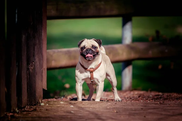 Retrato de perro Pug. lindo pug — Foto de Stock