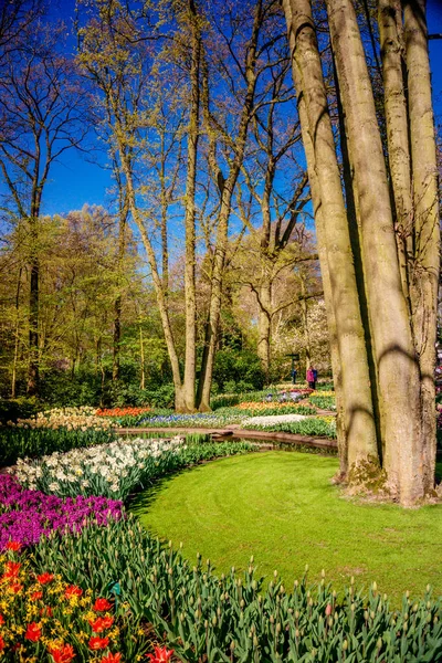 Gyönyörű kert. Park a tavasszal. Tavaszi táj — Stock Fotó