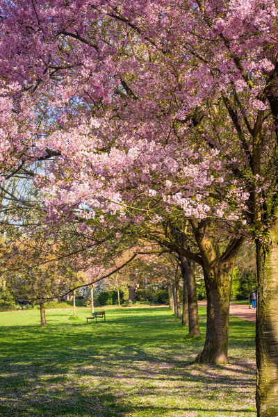 Beautiful park garden in spring. spring landscape