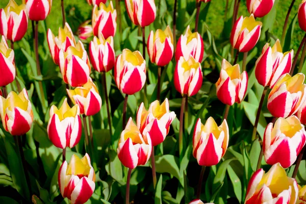 Lente. Lente weiland. Tulpen — Stockfoto