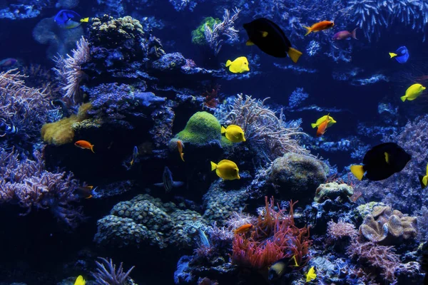 Tropische vissen op een koraal rif. Onderwater koraal vissen — Stockfoto