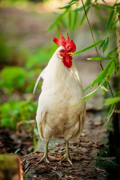 Beautiful  rooster. white rooster — Stock Photo, Image