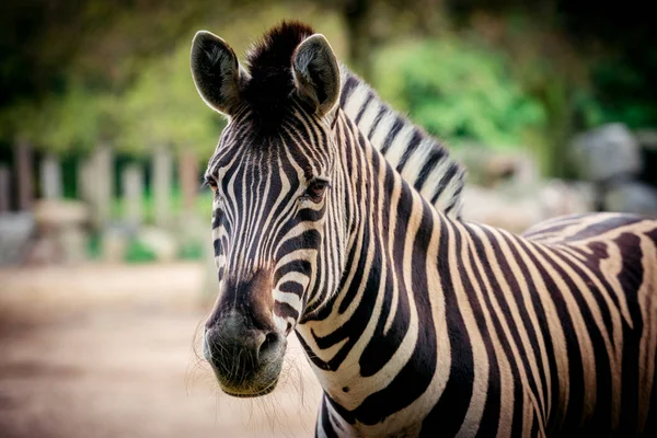 Zebra ritratto da vicino — Foto Stock