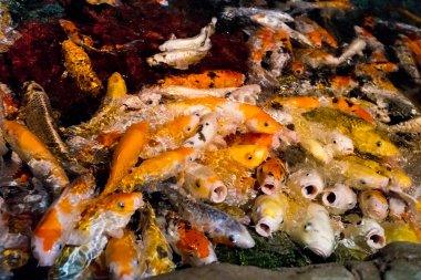 Koi sazan, Japon büyük balık, underwate