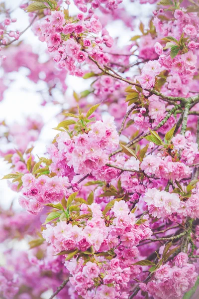 Roze bloemen. kleurrijke achtergrond met roze bloemen — Stockfoto