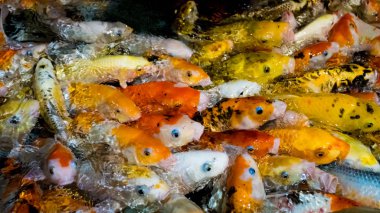 Koi sazan, Japon büyük balık, underwate