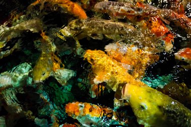 Koi sazan, Japon büyük balık, underwate