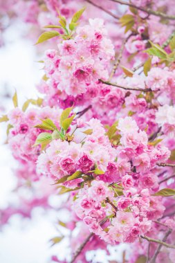 Güzel doğa sahne çiçek açan bir ağaç. Bahar çiçekleri. Sprin