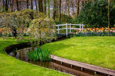 Bahar manzara. bir çayır çiçekler ile manzara