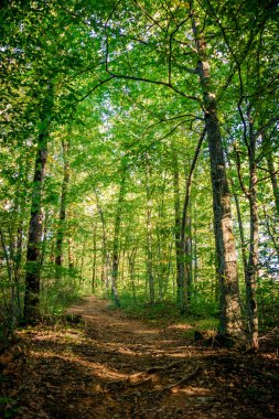 Manzara orman. Orman yolu