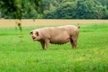 Domuz çiftliği. alan domuzlar. Sağlıklı domuz çayır üzerinde