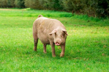 Domuz çiftliği. alan domuzlar. Sağlıklı domuz çayır üzerinde