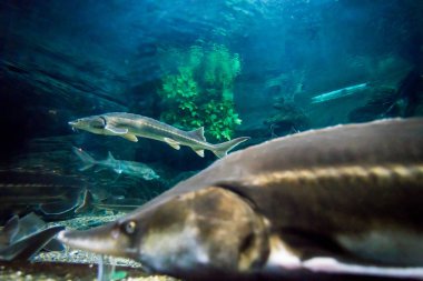 Denizde bir mersin balığı. Deniz Mersin akvaryum