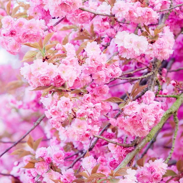 Flores cor de rosa. fundo colorido com floral rosa — Fotografia de Stock