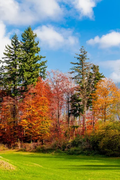 Güzel sonbahar orman. Orman manzara — Stok fotoğraf