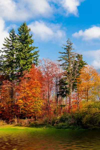 Schöner Herbstwald. Waldlandschaft — Stockfoto