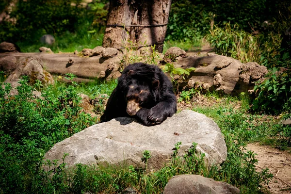 Oso negro. Un gran oso negro —  Fotos de Stock