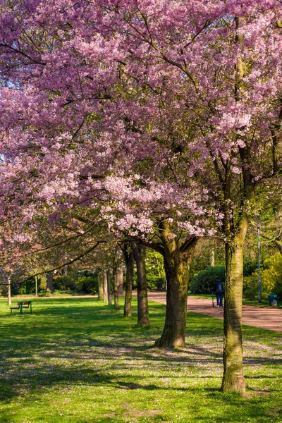 Flor de cerezo. Hermosa escena de la naturaleza con el árbol en flor — Foto de Stock