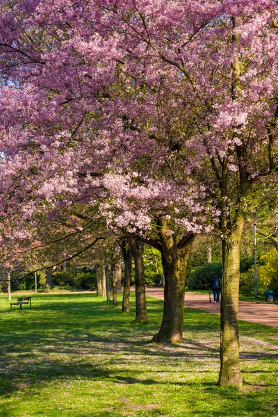 Kwiat wiśni. Natura piękne sceny z kwitnące drzewo — Zdjęcie stockowe