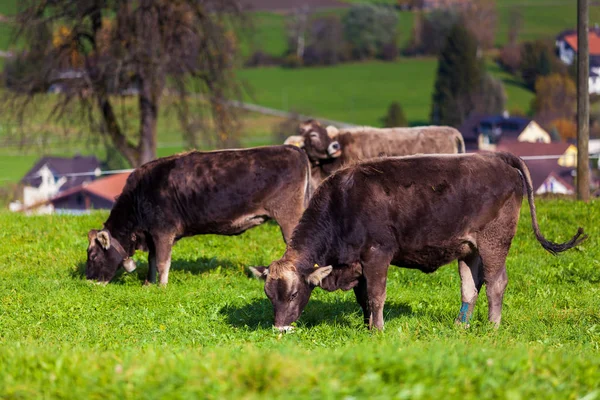 Krávy v travnatém poli — Stock fotografie