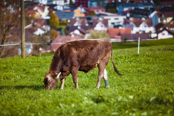 Krowy w trawiastym boisku — Zdjęcie stockowe