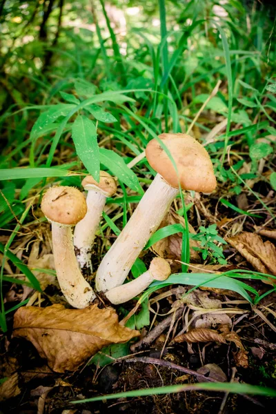 Cogumelos de mel Agaric. cogumelos comestíveis — Fotografia de Stock