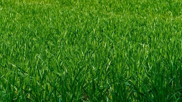 Green grass texture from a field — Stock Photo, Image