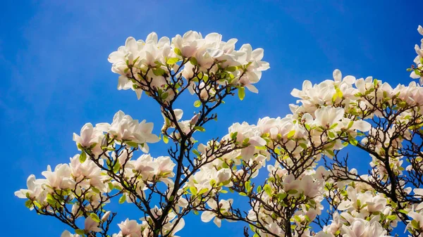 De belles fleurs de magnolia au printemps sur le magnolia — Photo