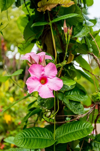 Pink mandevilla sanderi flowers — Stock Photo, Image