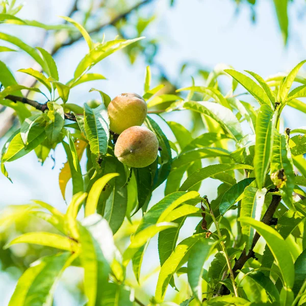 Fruits de pêche sucrés poussant sur une branche de pêcher — Photo