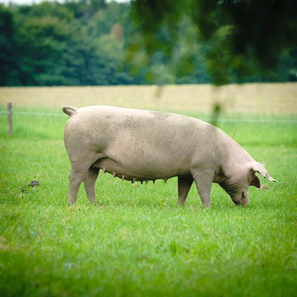 Retrato de porco. Suíno na suinocultura — Fotografia de Stock