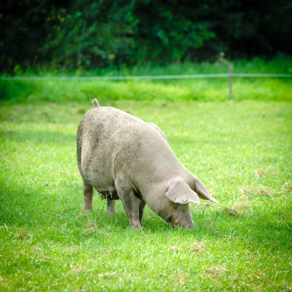 Portret świnia. Pig pig Farm — Zdjęcie stockowe