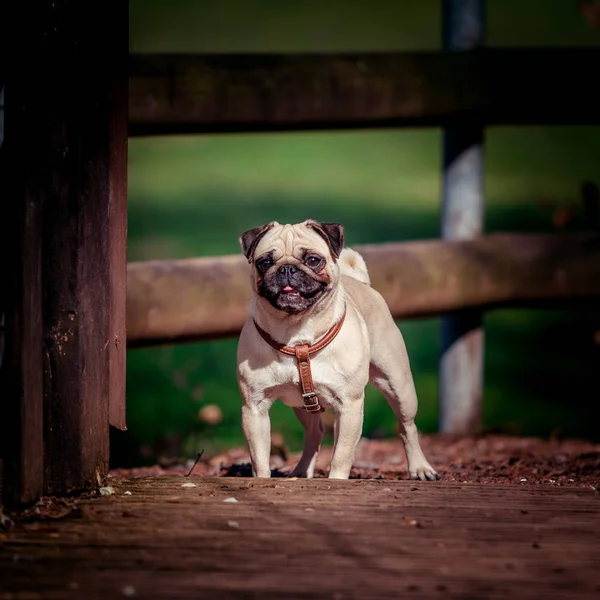 Mops hund porträtt. Söt mops — Stockfoto